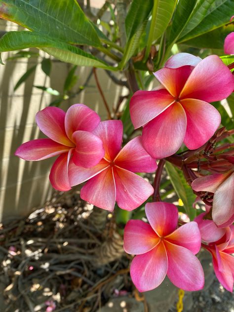 Beautiful Plumeria cuttings with Red and a hint of Yellow flowers, shipped to your door Available in variety of colors: White & Yellow; Red & Pink; Pink & Yellow Comes from healthy trees that are over 15 years old.  Easy to propagate, great for beginners Also known as Lei flowers and Frangipani, these flowers are beautiful and fragrant. Plant Dragon, Lei Flowers, Plumeria Plant, Flower References, Pink Ginger, Very Beautiful Flowers, Hawaiian Plumeria, Cute Summer Wallpapers, Routine Tips