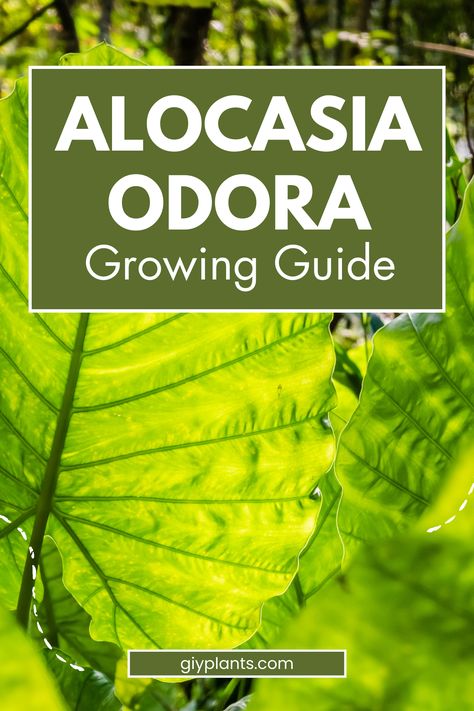 Alocasia Odora, known as the Giant Upright Elephant Ear or Night-Scented Lily, is a stunning perennial plant with impressive foliage and easy growth habits. Part of the Asian Taro family, this species displays vibrant green, paddle-shaped leaves that can grow up to 3 feet, extending from strong stems and giving the plant an exotic appearance. Alocasia Odora, Elephant Ears, Green Foliage, Vibrant Green, Perennial Plants, Healthy Plants, Gardening Tips, Perennials, Soil