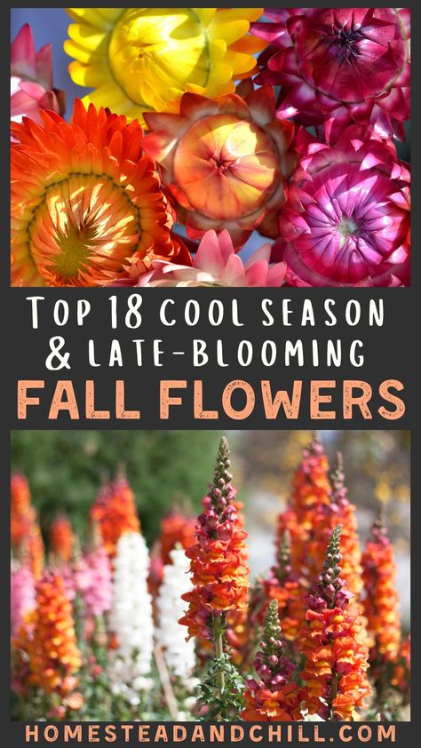 Winter Planting, Fall Blooming Flowers, Fall Flowers Garden, Fall Perennials, Tattoo Plant, Cut Flower Farm, Different Types Of Flowers, Tattoos Geometric, Cut Flower Garden