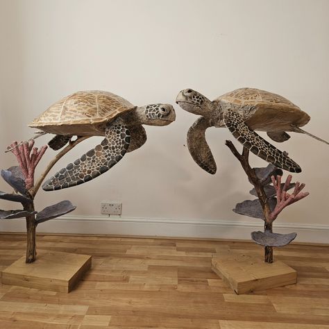 (2) Facebook Josh Gluckstein, Cardboard Sea Creatures, Paper Mache Turtle, Cardboard Sculptures, Cardboard Art Sculpture, Noah's Arc, Welsh Coast, Turtle Sculpture, Paper Art Sculpture