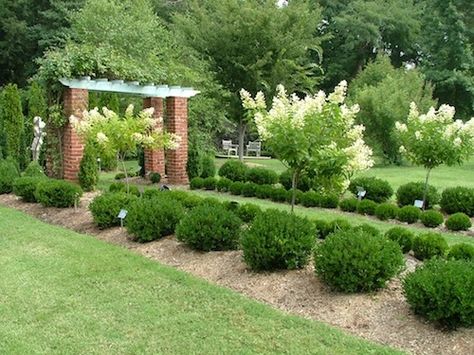 Shrubs can add ample color and energy to your garden. The 10 best small evergreen shrubs recommended can provide a charming environment all year round. Garden Shrubs Evergreen, Boxwood Landscaping, Small Evergreen Shrubs, Shrubs For Landscaping, Landscaping Shrubs, Evergreen Landscape, Boxwood Garden, Small Shrubs, Front Landscaping