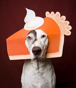 @Heather Bair A Brim photo op? Pumpkin Pie hat - a #Thanksgiving photo prop - so funny! Dog Thanksgiving, Dog Calendar, Train Pumpkin Carving, Pumpkin Carving Template, Dog Costumes, Dog Costume, Pet Costumes, Thanksgiving Ideas, A Pumpkin