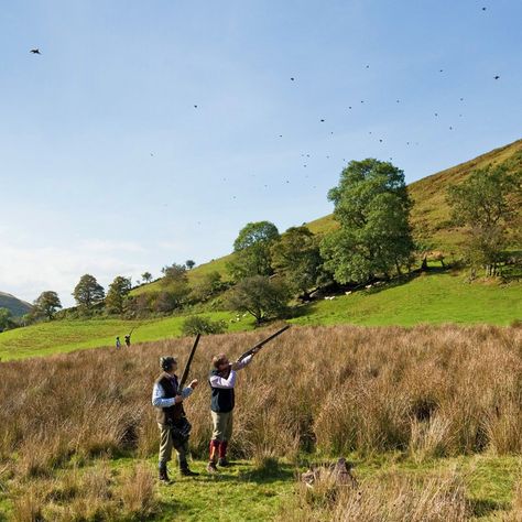 Pheasant Shooting, Gamebirds, Pheasant Hunting, British Country, 2nd Year, Game Birds, Love My Job, Natural Resources, Pheasant