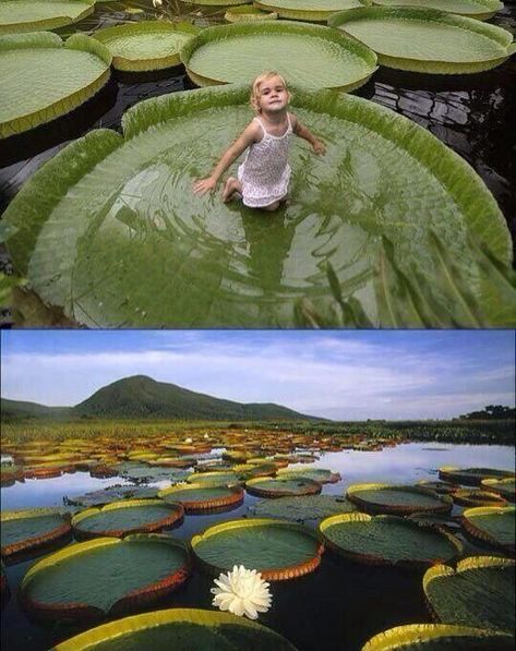 Giant Lily Pads, River Plants, Dream Life Photos, Victoria Amazonica, Mysterious Places On Earth, Water Images, Amazon River, Colorado Vacation, Plant Growing