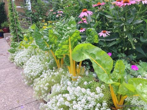 The goal of a good design is to unify a space by providing blocks of color or texture that capture or direct the viewer's eye. It is one of the most basic landscape design principles. Find out how to do it in your landscape in this post, and attract beneficial insects, too! Farm Driveway, Driveway Landscape, Colorado Gardening, Alyssum Flowers, Sweet Alyssum, Edible Landscape, Types Of Mulch, Garden Escape, Attracting Beneficial Insects