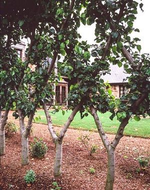 Credit: Peter A. Thevenot, River Road Farm, espaliertrees.com Belgian Fence, Espalier Fruit Trees, Tree Photos, Potager Garden, Fruit Plants, Fruit Garden, Garden Fencing, Garden Trees, Veggie Garden