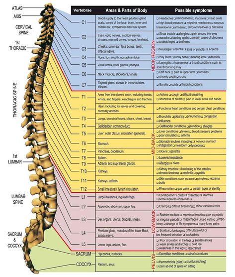 The health of your spine is vital for the health and function of every organ and system in your body. Are you experiencing any of these… Chakra Health, Spinal Nerve, Spine Health, Chiropractic Care, Nerve Pain, Anatomy And Physiology, Sciatica, Health Info, Chiropractic