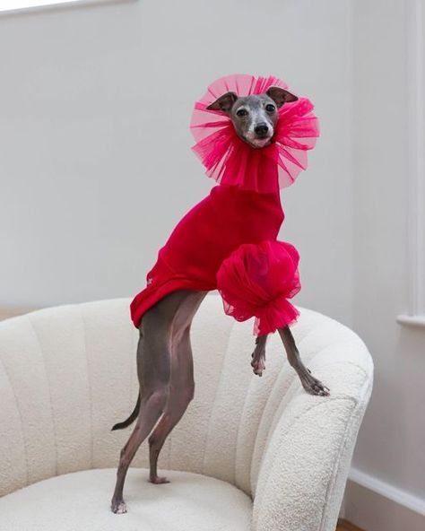 Fancy Dog, Think Pink, Dog Blog, Pet Fashion, Silly Animals, Italian Greyhound, Online Group, Dog Photography, Whippet