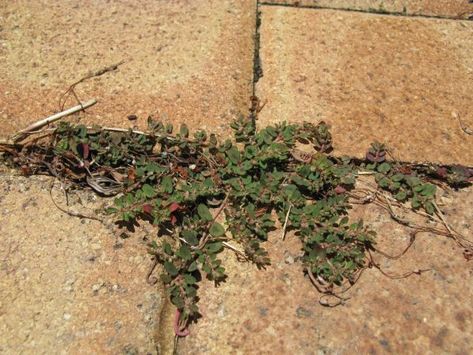 How To Stop Weeds From Growing Between Patio Pavers How To Stop Weeds From Growing, How To Get Rid Of Weeds Between Pavers, Stop Weeds From Growing, Sealing Pavers, Paver Sidewalk, Unilock Pavers, Paver Edging, Brick Sidewalk, Patio Blocks