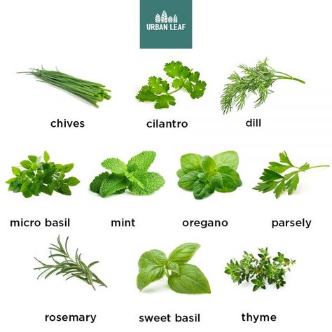 plant pics - rev 1 Hydroponic Herb Garden, Hampshire House, Herb Garden Planter, Herb Garden Kit, Garden Herbs, Garden Kit, Sweet Basil, Thai Basil, Culinary Herbs