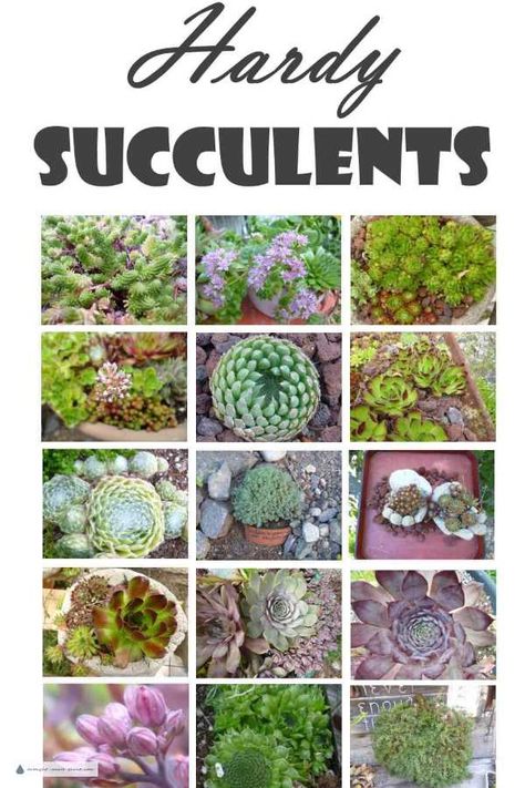 Grow the Hardy Succulents that I recommend in your garden; you'll be amazed at their toughness, and beauty... Succulent Garden Outdoor, Hardy Succulents, Cactus Planta, Succulent Landscaping, Succulent Garden Diy, Types Of Succulents, Plants Succulents, Succulent Gardening, Succulent Care