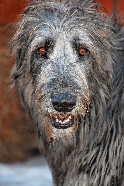 Irish Wolfhound Puppies, Irish Wolfhound Dogs, Regard Animal, Wolfhound Dog, Shaggy Dog, Scottish Deerhound, Irish Wolfhounds, Irish Wolfhound, Size Matters