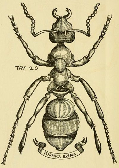 Insect Anatomy, Ant Tattoo, Note Cards Handmade, Science Illustration, Bug Art, Arthropods, Insect Art, Scientific Illustration, Bugs And Insects