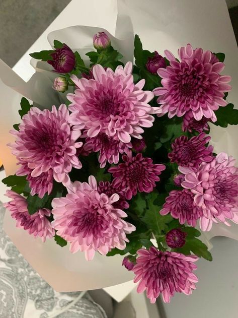 Pink Chrysanthemum Bouquet, Chrisanthiums Flower, Chrysanthemum Flower Aesthetic, Crysantenum Flower, Chrysanthemums Bouquet, Chrysanthemum Bouquet, Boquette Flowers, Flowers Bouquet Gift, Nothing But Flowers