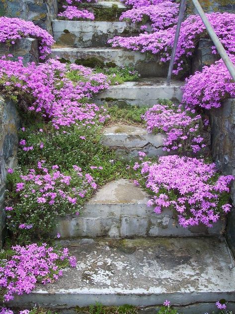 Ashley Montgomery, Landscape Stairs, Flower Carpet, Hollyhocks Flowers, Sacred Garden, Clematis Plants, Vegetable Garden Raised Beds, Rock Garden Plants, Rooftop Garden