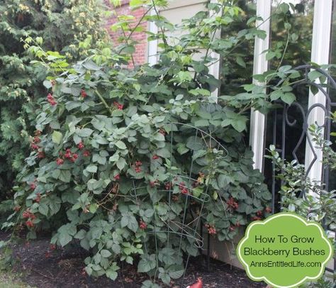 Blackberry Garden, Blackberry Bushes, Thornless Blackberries, Blackberry Plants, Growing Blackberries, Blackberry Bush, Growing Fruit Trees, Bush Plant, Gardening Vegetables