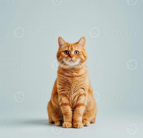 photo of ginger British shorthair cat sitting on white background, looking to camera and tail up, full body shot, isolated Ginger British Shorthair, Shorthair Cat, British Shorthair Cats, Body Shots, British Shorthair, Cityscape Photos, Logo Banners, Cat Sitting, Nature Backgrounds