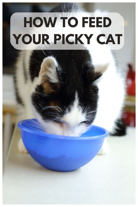 How To Feed Your Picky Cat Cat Feed, Feeding Picky Eaters, Cat Life Hacks, Homemade Cat Food, Food Variety, Lots Of Food, Best Cat Food, Cat Work, Canned Cat Food