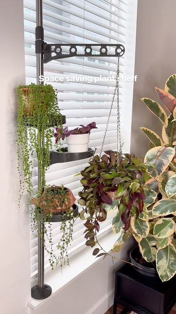 Mariah Harman | Houseplant Tips on Instagram: "Comment ‘WINDOW’ for the details for this space saving tension rod plant shelf 💚 This is rental friendly (not holes needed) & space saving… because there is always room for just one more plant 😜 #houseplantsofinstagram #houseplants #houselplant #houseplantlover #plants #houseplantclub #plantsofinstagram #plantsofig #plantas #plantstrong #plantshelfie #plantshop #plant #plantcollection #plantlover #plantlovers #plantsmakepeoplehappy #plantswap # Tension Rod Plant Pole, Shower Shelf For Plants, Plant Tension Rod, Cat Proof Plant Display, Swinging Plant Window Shelf, Houseplant Tips, Rental Friendly, Plant Shelf, Tension Rod