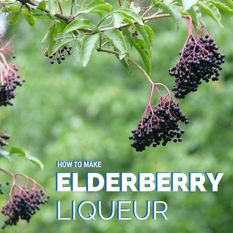 Out of all the berries that you can forage in the UK, elderberries don’t seem to be high up on the list of peoples favourites. This liqueur recipe utilises these underused berries and creates a drink that is rich and complex and perfect for mixing. Elderflowers get a lot of attention. Elderflower cordials and champagnes … Sour Beer Recipe, Elderberry Liquor, Elderflower Recipes, Elderberry Wine, Elderberry Plant, Elderberry Syrup Recipe, Homemade Elderberry, Cordial Recipe, Elderberry Recipes