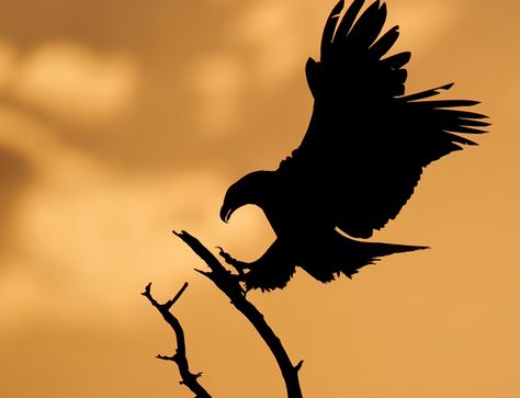 Bald eagle - Photographer Kevin Fleming finds beauty in the wild - Pictures - CBS News Eagle Shadow, Elk Silhouette, The Eagle Has Landed, Wild Pictures, Eagle Silhouette, Beautiful Scenery Photography, Silhouette Photography, Barn Painting, Silhouette Clip Art