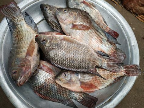 Group of fishes in the market for sell. Close shot, fishes are available for sell, plenty amount of fishes in fish market stock image Fresh Fish Photography, Fish Food Photography, Ancient Roman Food, Roman Food, Black Roses Wallpaper, Heineken Beer, Beautiful Freckles, Fish Stock, Marketing Photos