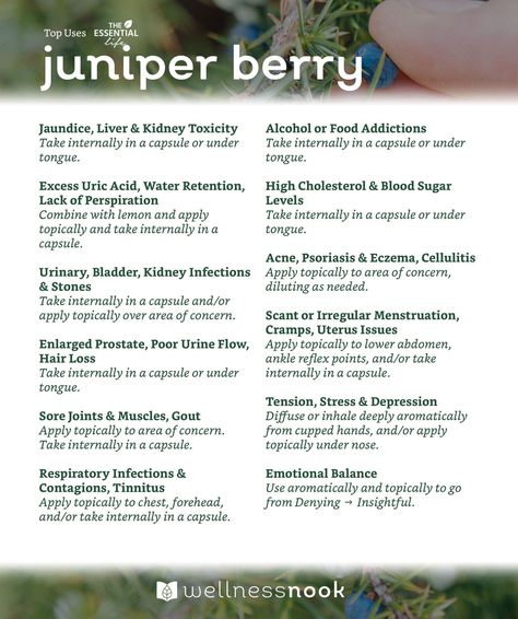 Juniper Berry Essential Oil Blends, Juniper Berry Essential Oil Benefits, Juniper Berry Benefits, Benefits Of Berries, Juniper Berry Essential Oil, Medicinal Herbs Garden, Herbs Garden, Juniper Berries, Magical Herbs