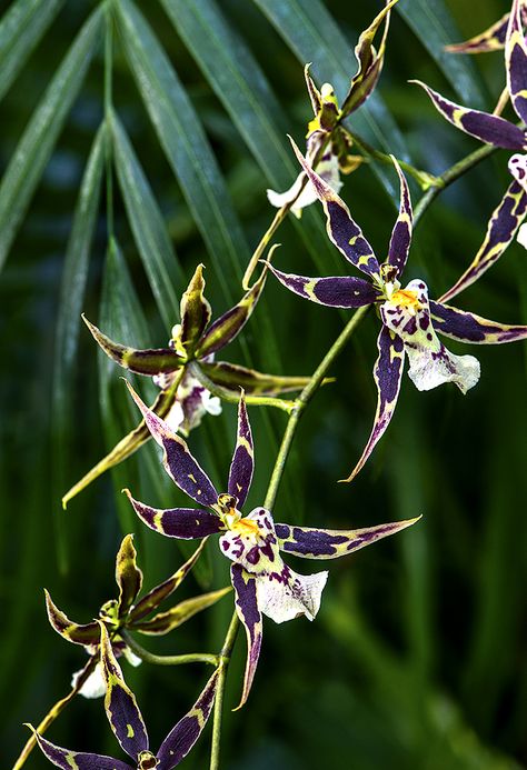 Brassidium Spider Orchid | PurpleSpiderOrchid Tropical Terrace, Orchid Poster, Spider Orchid, Orchid Photography, Orchids Flowers, Golden Summer, Orchid Show, Slytherin Aesthetic, Unusual Flowers