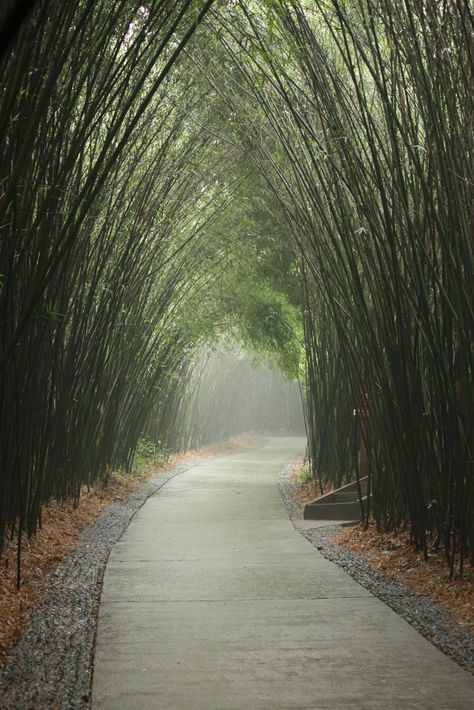 Pathway (Kyoto, Japan) Garden Tunnel, Garden Pathways, Tree Tunnel, Horse Trail, Boy Photography, Sketchbook Inspiration, Pretty Places, Emphasis, Beautiful World