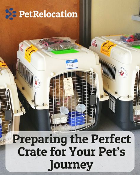 Whether you're moving a dog, cat, bird, reptile, or other exotic pet, your PetRelocation Specialist can assist you in finding the right travel crate for your pet's unique needs. Exotic Pet, Cat Bird, Pet Safe, Unique Animals, Exotic Pets, Large Dogs, Pet Travel, Your Pet, A Dog