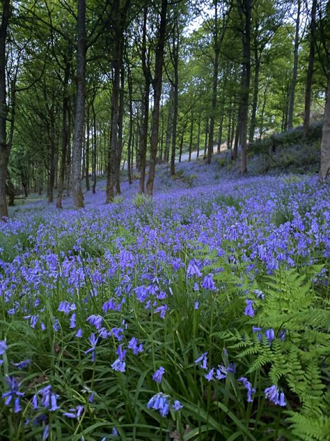 Fields of bluebells Bluebells Aesthetic, Bluebells Bouquet, Royal Bluebell, Bluebell Field, Bluebell Garden, Bluebells Flower, Biomes Project, Bluebell Flowers, English Bluebells