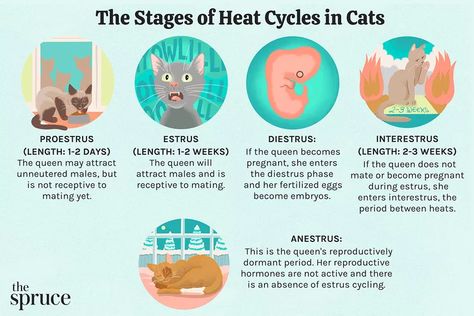 Do Cats Bleed When in Heat? The Facts of Feline Fertility No Appetite, Obese Cat, Cat Crying, Cat In Heat, Cat Parents, Female Cat, Cat Info, What Cat, Cat Help