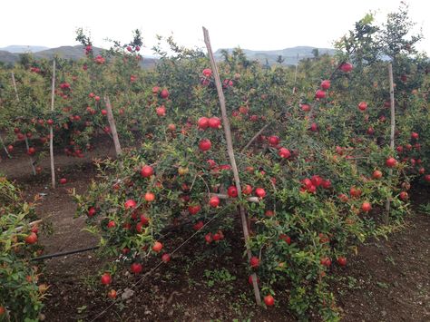 This is our pomegranate farm in Nashik, near Maharashtra. India is the largest producer of pomegranates in the world with approximately 1 million ton production, spread over 288.000 acres of land.  In India, pomegranates are cultivated in Maharashtra which is the leading producer of high quality Bhagwa variety, followed by the states of Gujarat and Karnataka. Pomegranate Farming, Exotic Homes, Jeep Photos, Easy Vegetables To Grow, Buy Plants Online, Home Grown Vegetables, Pomegranate Fruit, Great Websites, Agricultural Practices