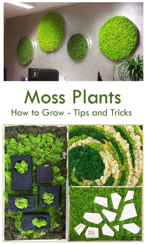 Looking to grow #moss #plants? We offer you details on how to grow moss plants #indoors & create moss Eco-friendly houses using innovative techniques. We also share info on moss #graffiti and moss wall art for your benefit Diy Garden Wall, Grow Moss, Moss Graffiti, Plants Tips, Growing Moss, Moss Plant, Building A Pergola, Trendy Diy, Deco Nature