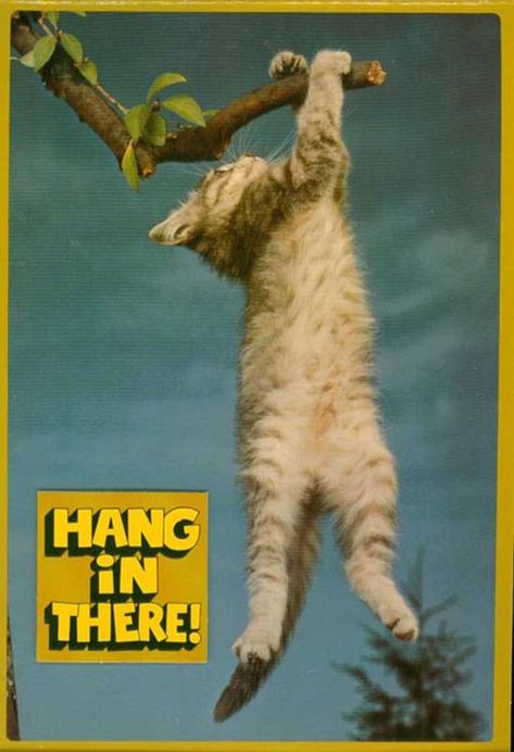 9 Classic Animal Motivation Posters That Continue to Inspire Hang In There Cat, Cat Behaviour, Cat Sculpture, Dorm Posters, Hang In There, Cat Posters, Hanging Posters, Cute Poster, Borderlands