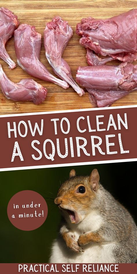 How to Clean a Squirrel - Going squirrel hunting in the fall? You'll want this squirrel hunting tip for cleaning and processing a squirrel in under a minute! It's so easy to do before making all of those delicious squirrel meat recipes. Seasonal Recipes Fall, Homestead Skills, Daily Cleaning Routine, Squirrel Food, Squirrel Hunting, Deer Recipes, Shtf Survival, Deep Cleaning Hacks, Deer Meat Recipes