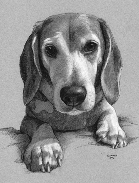 Drawing On Gray Paper, Toned Gray Paper Drawings, Gray Paper Drawing, Dog Pencil Drawing, Dog Foto, Puppy Portraits, Dog Sketch, Animal Portraits Art, White Pastel