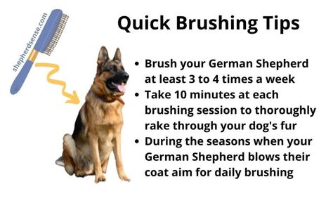 German Shepherd Puppy Essentials, German Shepherd Care, Siberian Husky Mix, Puppy Tips, German Shepherd Training, Puppies Tips, Reactive Dog, Farm Dogs, Foster Dog