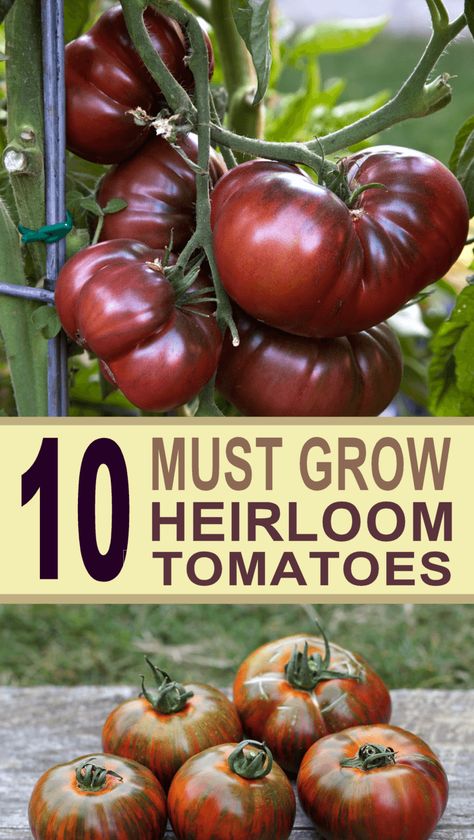 The Top 10 Best Heirloom Tomatoes to grow in your garden. Heirloom Tomatoes Varieties, Planting Tomatoes, Growing Tomato, Tomatoes Growing, Growing Tomatoes Indoors, Tomato Varieties, Growing Organic Tomatoes, Growing Tomato Plants, Summer Gardening