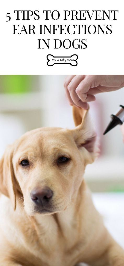 Ear Infections In Dogs, Dogs Ears Infection, House Training Puppies, Ear Infections, Ear Canal, Dog Grooming Tips, Dog Health Tips, Dog Health Care, Dog Care Tips