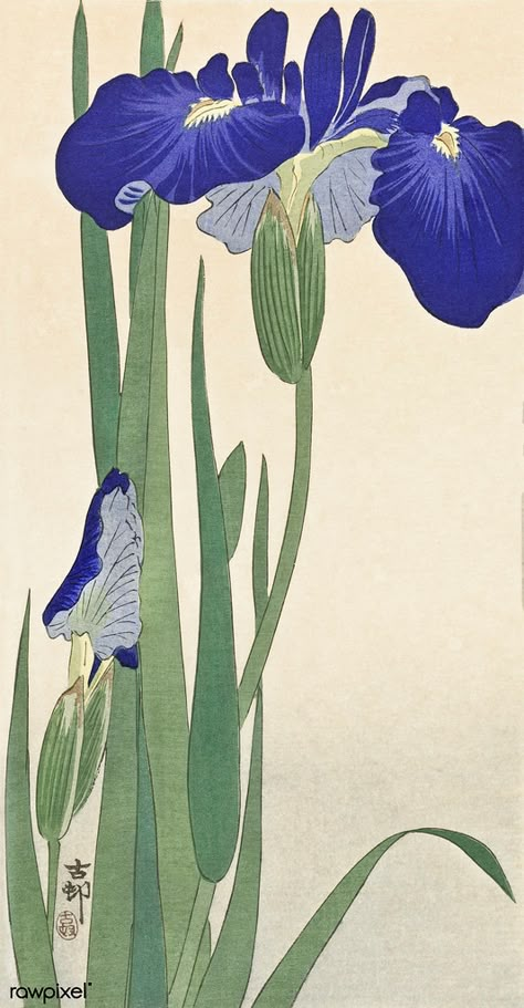 Blue Irises (1900 - 1930) by Ohara Koson (1877-1945). Orig… | Flickr Japanese Sketch, Moku Hanga, Asian Nature, Ohara Koson, Japanese Art Prints, Japanese Wall Art, Illustration Botanique, Art Japonais, Japanese Woodblock Printing