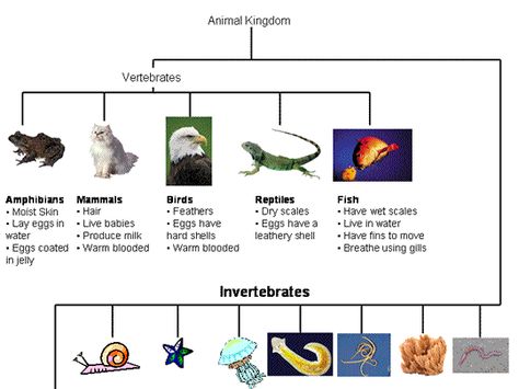 Animal kingdom First Grade Curriculum, Visual Map, Animal Classification, High School Biology, Kingdom Animalia, Easy Animals, 5th Grade Science, Biology Notes, Kid Crafts