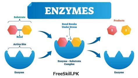 Enzymes are biological catalysts. The main feature of enzymes is that they have biologically active proteins that can accelerate chemical reactions in cells, but they will not alter the reactions. Enzymes Biology, Biochemistry Notes, Peptide Bond, Microbiology Lab, Dental Hygiene School, Covalent Bonding, Cell Membrane, Emotional Resilience, Learn Quran