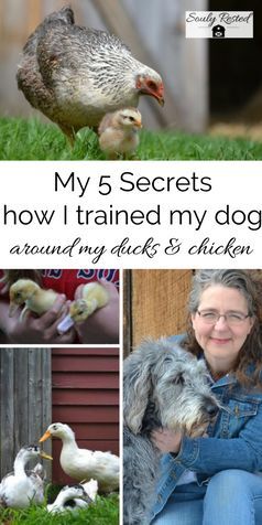 Steps Backyard, Be Friendly, Backyard Chicken Farming, Chicken Life, Raising Backyard Chickens, Chicken Garden, Farm Dogs, Keeping Chickens, Chicken Coop Plans