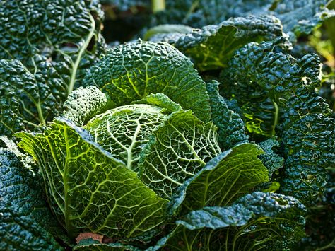 Cabbage.  Just as beautiful as a flower. Indoor Hydroponic Gardening, Cabbage Curry, Hydroponic Gardening System, Types Of Cabbage, Wallpaper Food, Curry Soup, Small Business Loans, Edible Landscaping, Cabbage Recipes