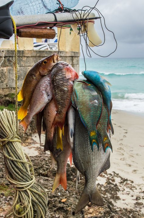 Pesca In Mare, Cuba Photography, Two Fish, Cuba Travel, Gone Fishing, Fish Art, Island Life, Marine Life, Galaxy Wallpaper