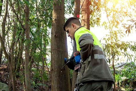 How To Secretly Kill a Tree Kill Tree Roots, Muriatic Acid, Foliar Spray, Copper Nails, Tree Sap, Tree Removal, Drilling Holes, Tree Roots, Go Outside