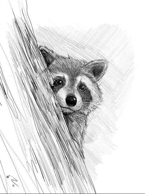 Raccoon Drawing, Realistic Animal Drawings, Beautiful Pencil Drawings, Desen Realist, Pencil Drawings Of Animals, Animal Drawings Sketches, Desen Anime, 인물 드로잉, Arte Sketchbook