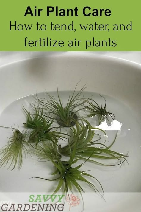 How to tend, fertilize, and water Tillandsia with these tips for air plant care. #airplants #houseplants How To Propagate Air Plants, How To Display Air Plants, Plant Advice, Air Plants Diy, Air Plant Garden, Air Plant Care, Houseplants Decor, Plant Display Ideas, Air Plants Decor