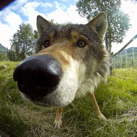 You have a rocket-schnoz. | 32 Signs You Are Literally A Badass Wolf IRL Silly Wolf, Cute Wolves, Animal Noses, Dog Nose, Wolf Pictures, Animal Reference, Silly Dogs, Pretty Animals, Animal References